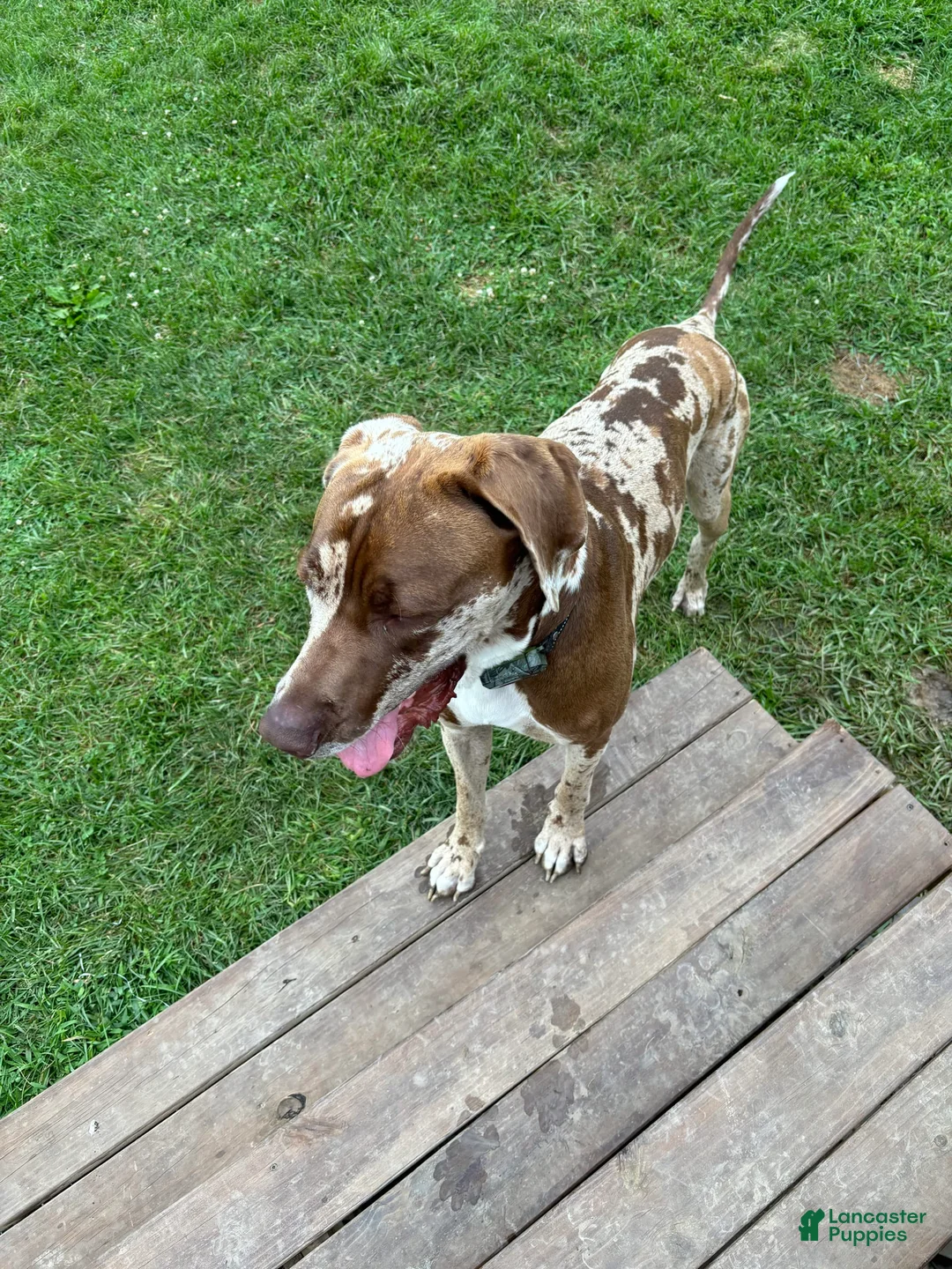 Gallery Image {{count}}