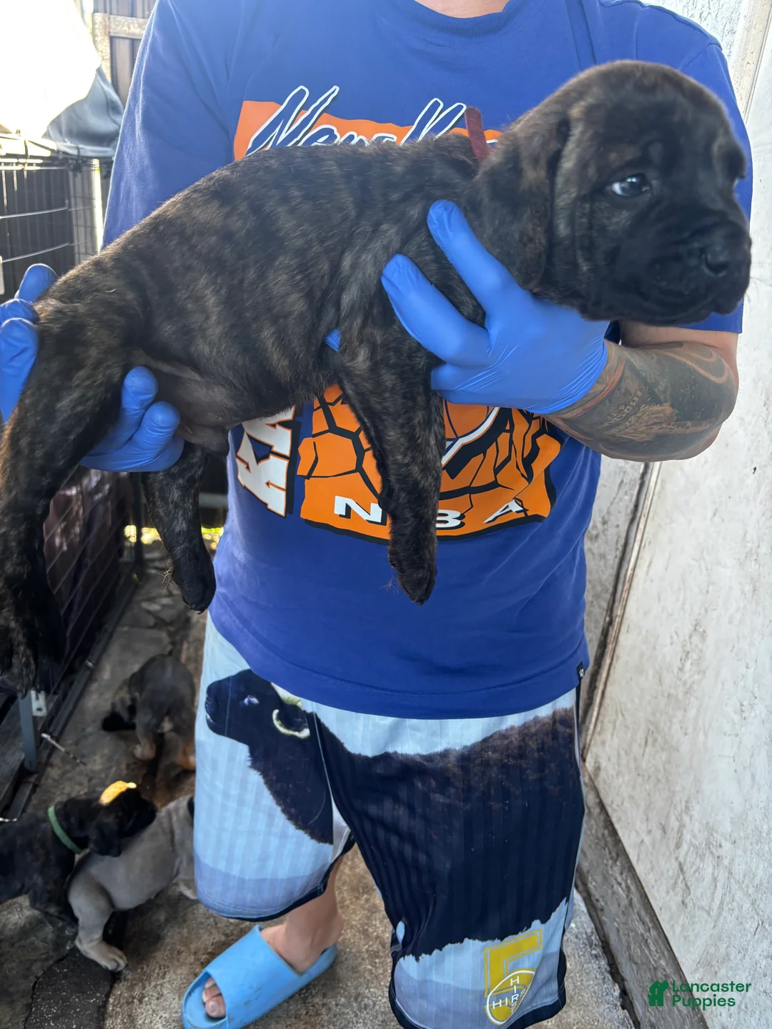 Cane Corso dogs for sale: Cane Corso Puppy 1 - Ad 2