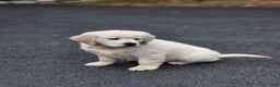 Golden Retriever dogs for sale: Chase - Ad 5