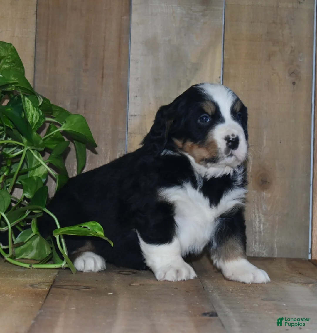 Bernese Mountain Dog dogs for sale: Poppy - Ad 5