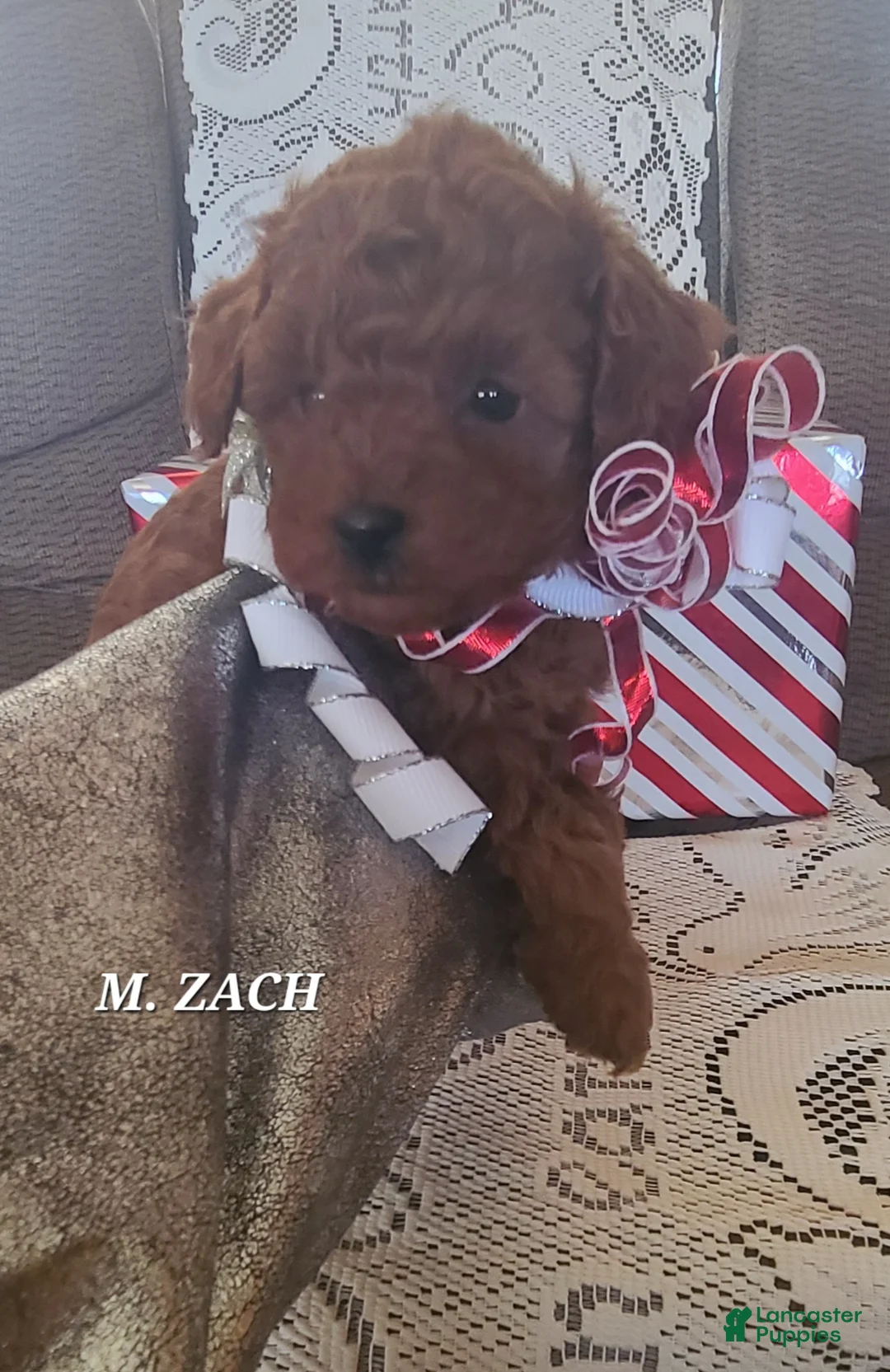 Miniature Poodle dogs for sale: Miniature Poodle Zach - Ad 2