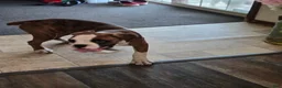 Boxer dogs for sale: Lady - Ad 17