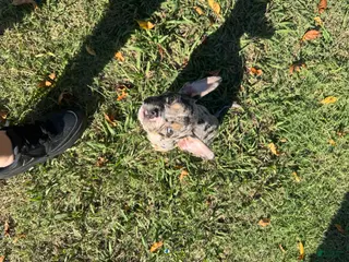 Mixed Breed dogs Mixed Breed Puppy 1 - Ad 8