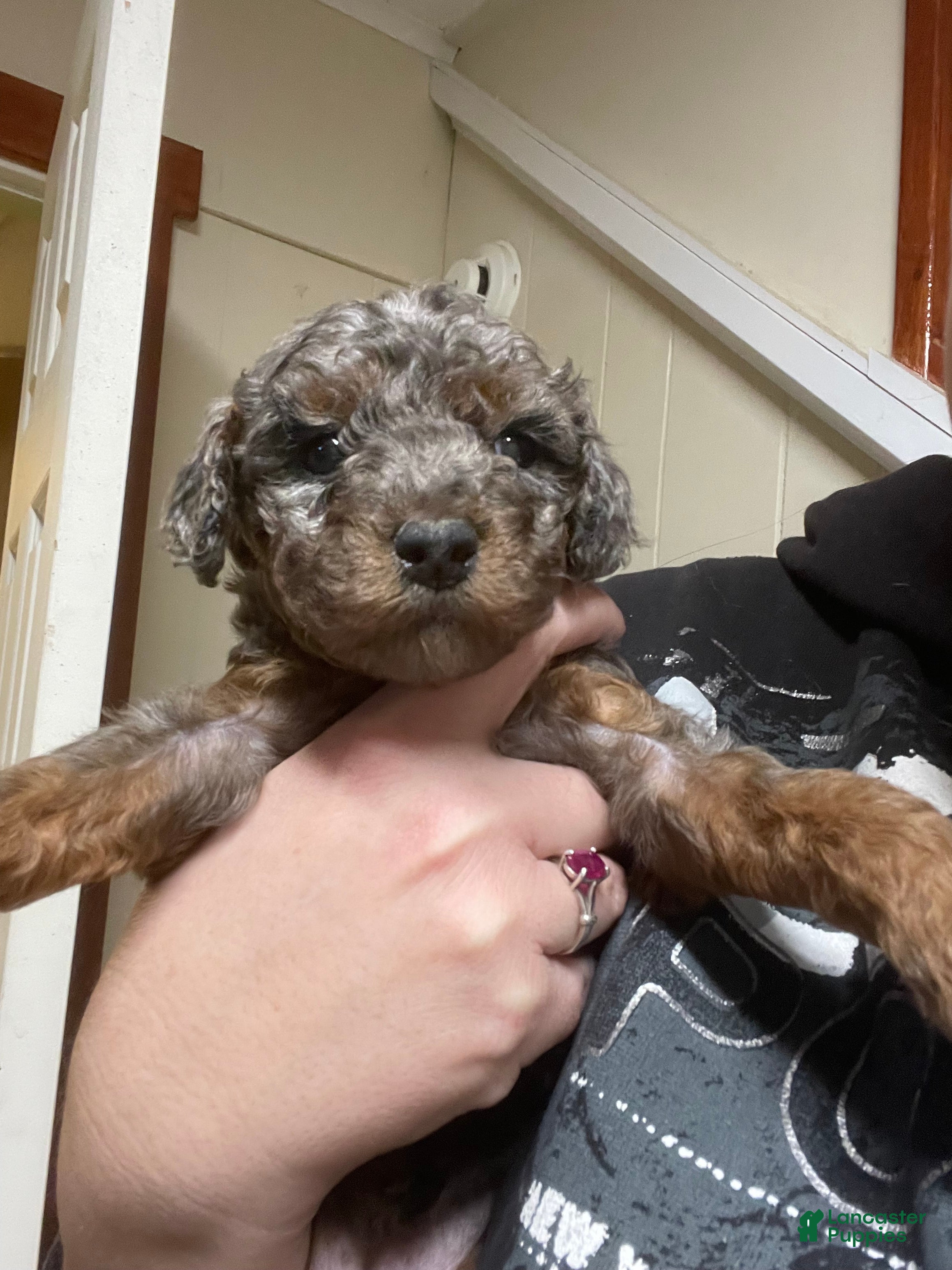 Goldendoodle dogs Sierra - Ad 39