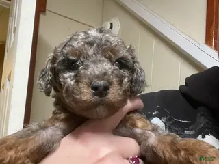 Goldendoodle dogs Sierra - Ad 19