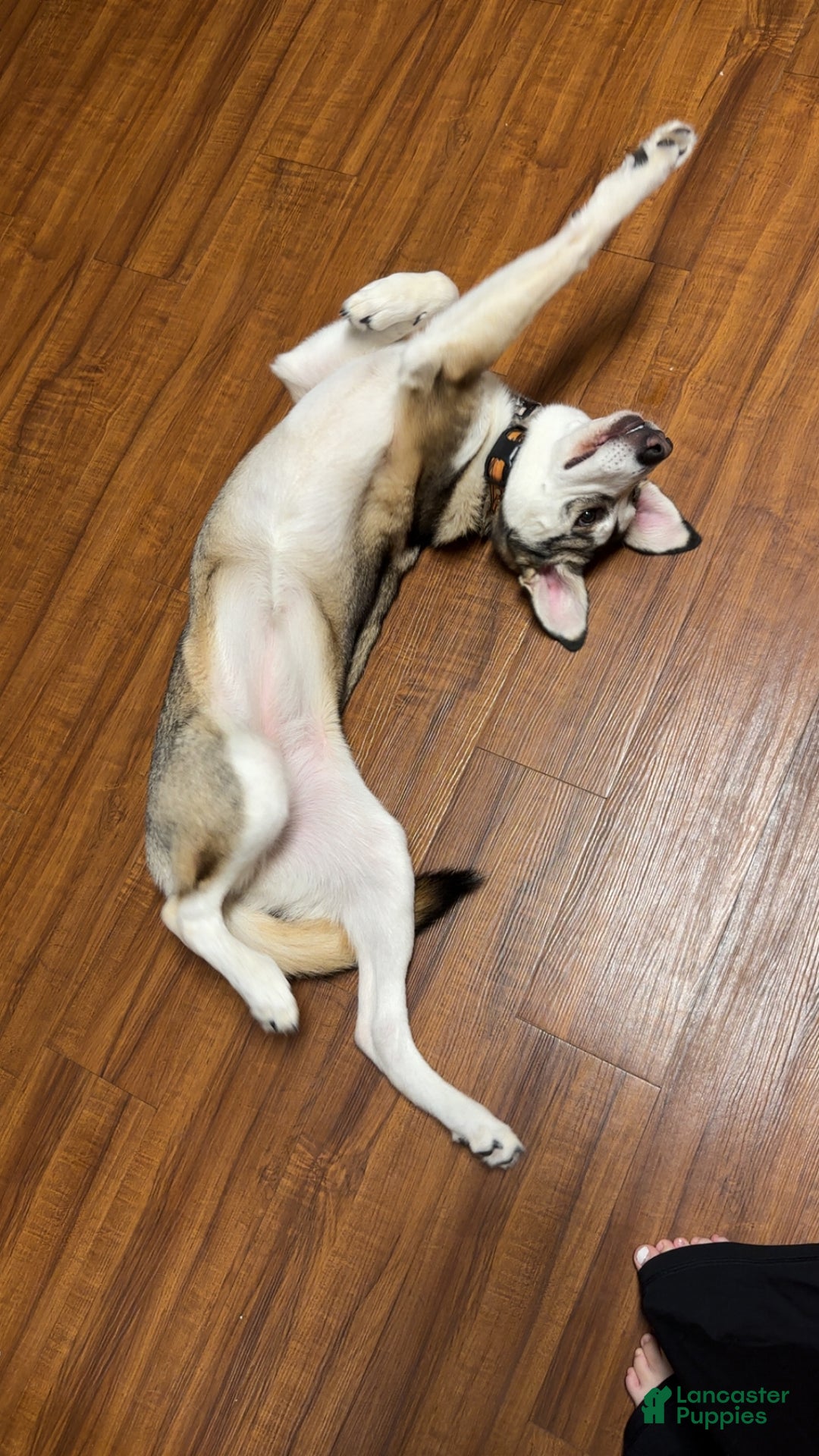 Mixed Breed dogs for sale: Mixed Breed Puppy 1 - Ad 1