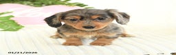 Dachshund dogs for sale: Dolly - Ad 3