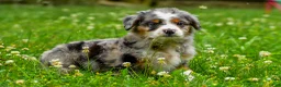 Mini Aussiedoodle dogs for sale: Gavin - Ad 7