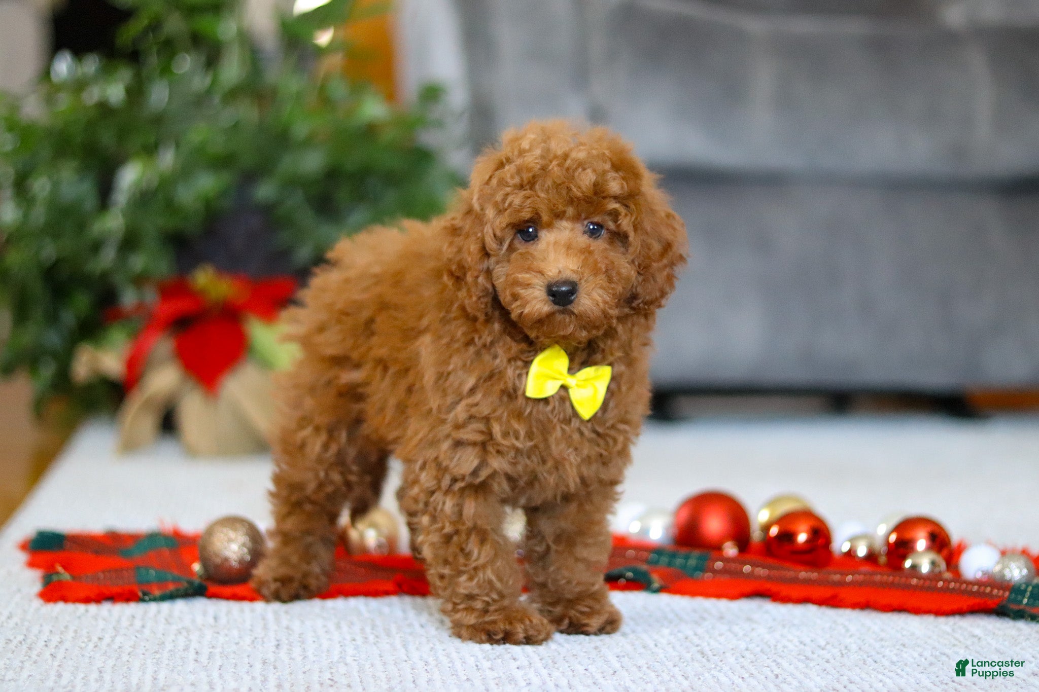 Miniature Poodle dogs Freddy - Ad 40