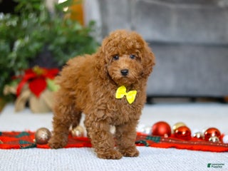 Miniature Poodle dogs Freddy - Ad 40