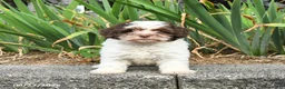 Havapoo dogs for sale: Lucy - Ad 3