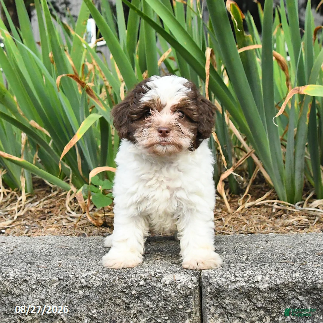 Havapoo dogs for sale: Lucy - Ad 3