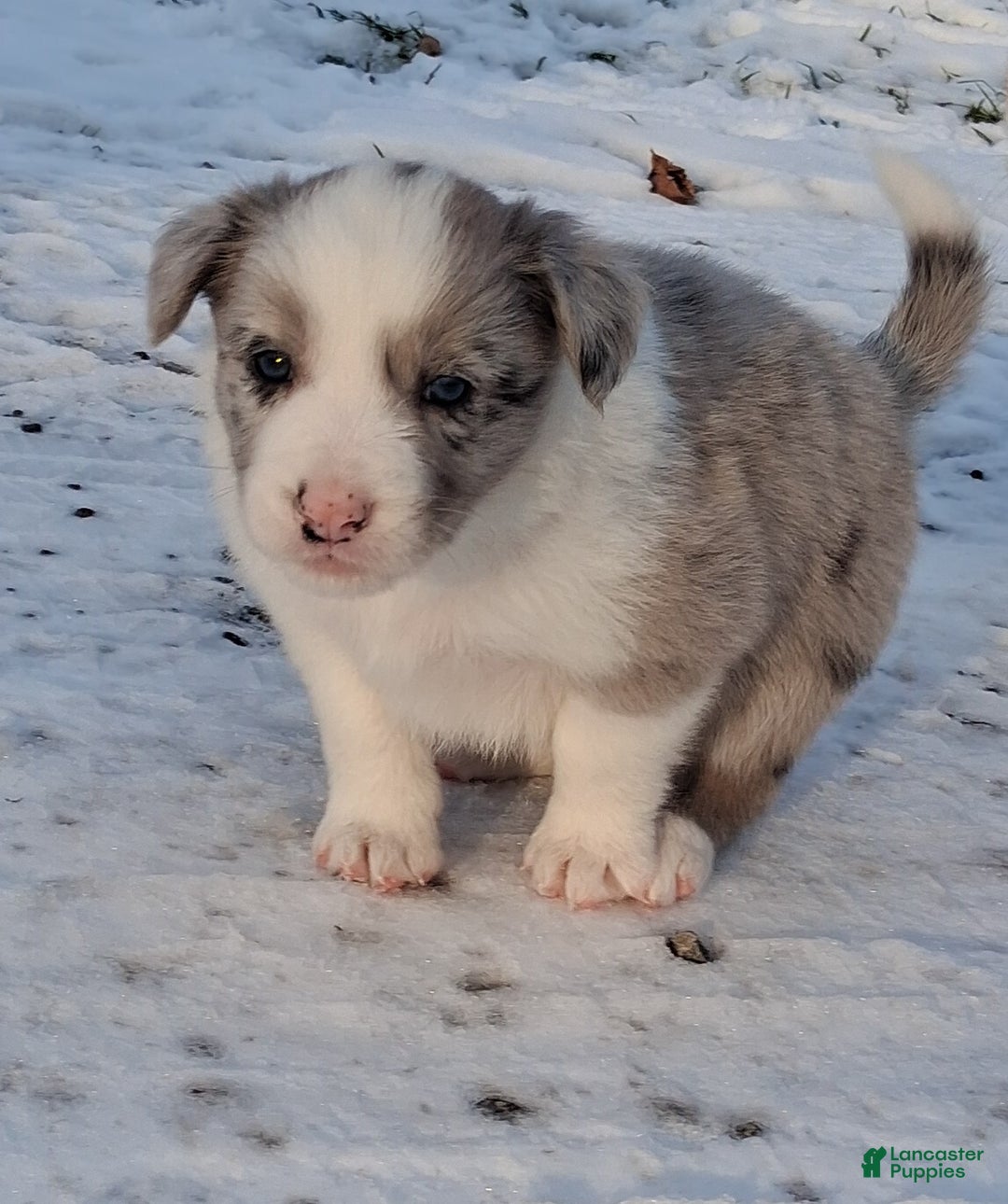 Border Collie dogs for sale: Rex - Ad 1