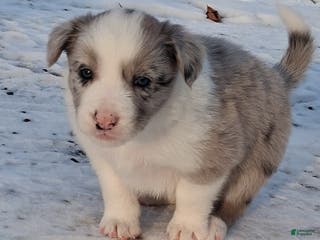 Border Collie dogs Rex - Ad 34