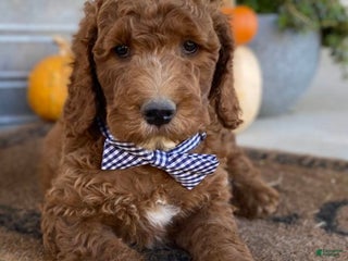 Mixed Breed dogs - Ad 5