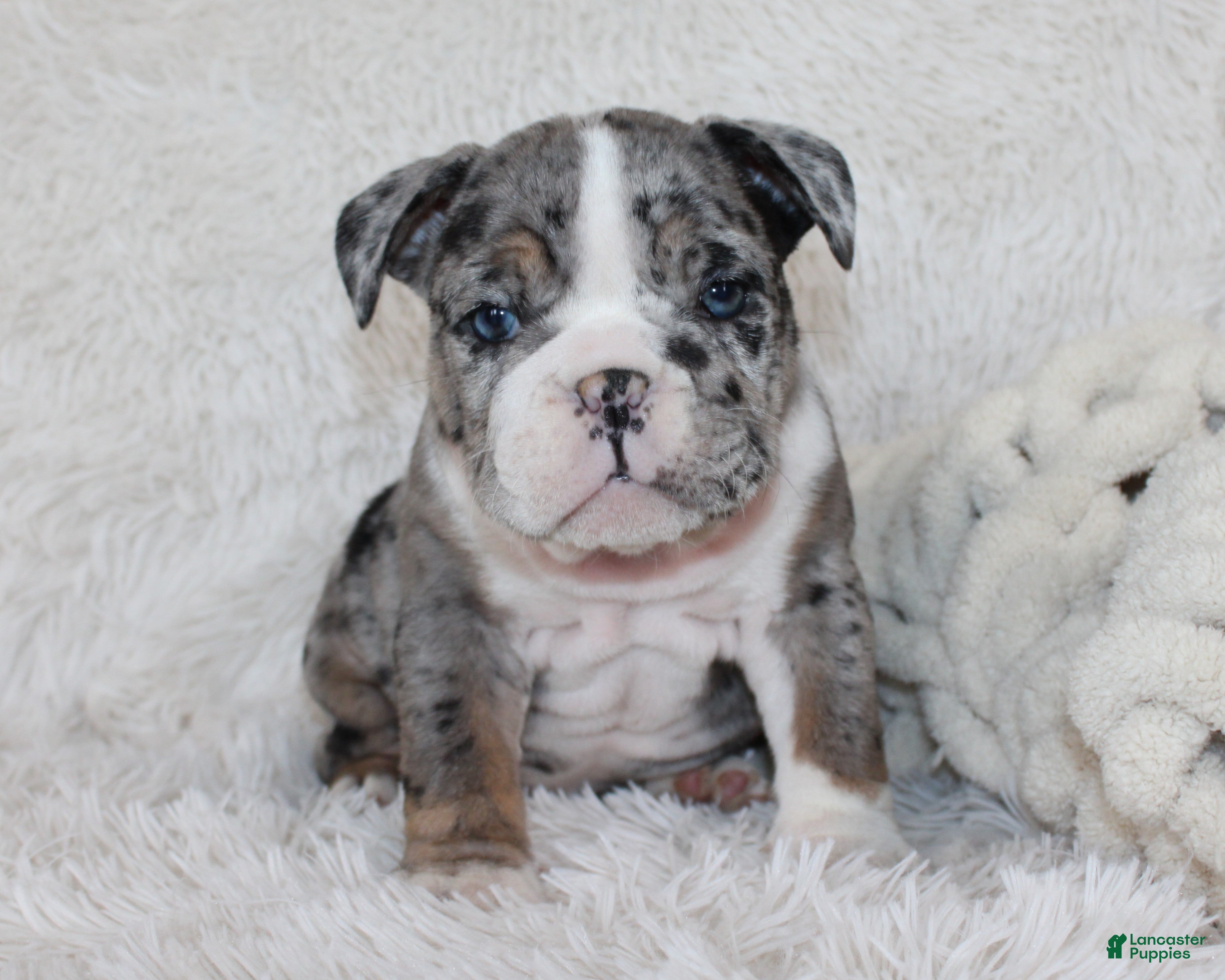 English Bulldog dogs Nikki - Ad 1