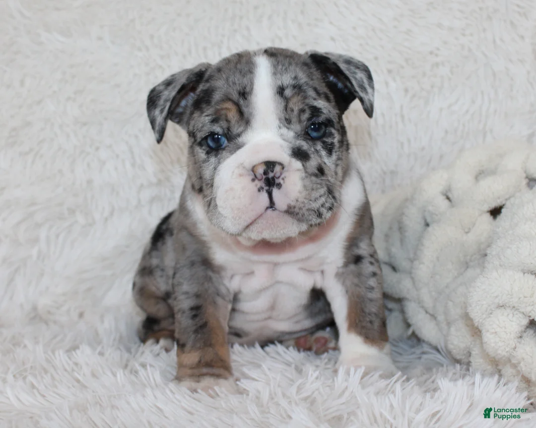 English Bulldog dogs for sale: Nikki - Ad 1
