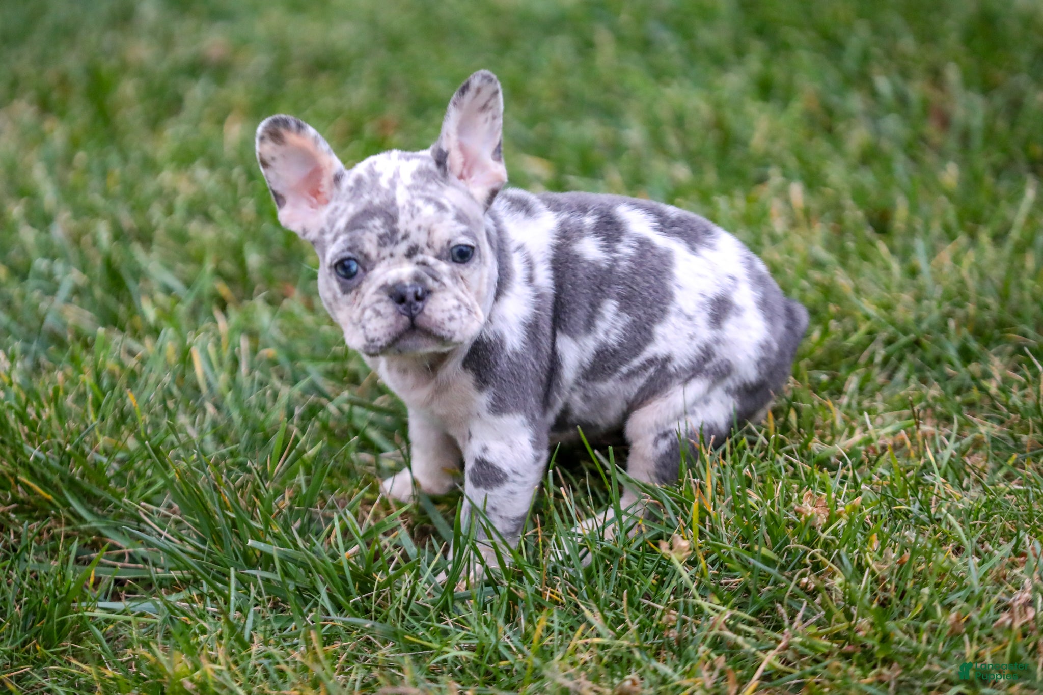 French Bulldog dogs Fifi - Ad 41