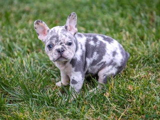 French Bulldog dogs Fifi - Ad 34