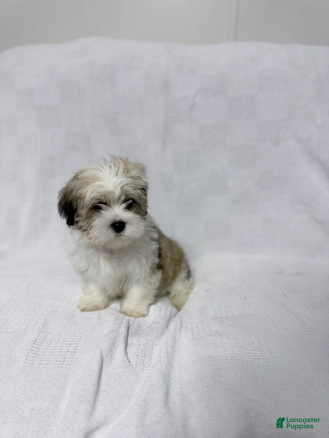 Malshi dogs for sale: Snoopy - Ad 5