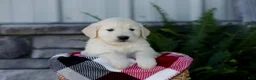 Golden Retriever dogs for sale: Bruno - Ad 8