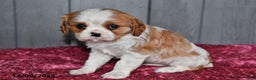 Cavalier King Charles Spaniel dogs for sale: Princess  - Ad 3
