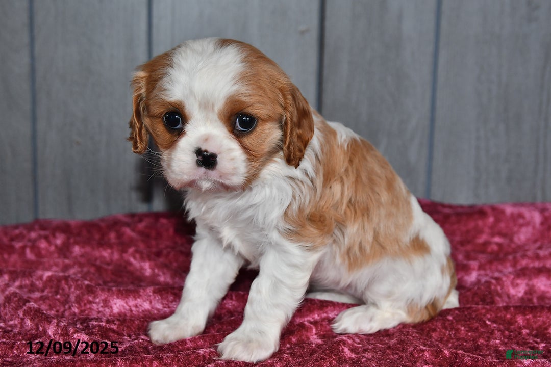 Cavalier King Charles Spaniel dogs for sale: Princess  - Ad 3