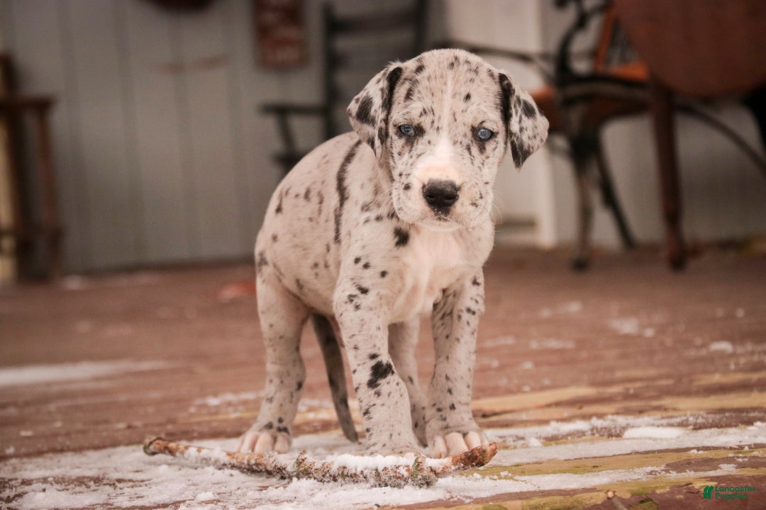 Great Dane dogs for sale: Thomas - Ad 4