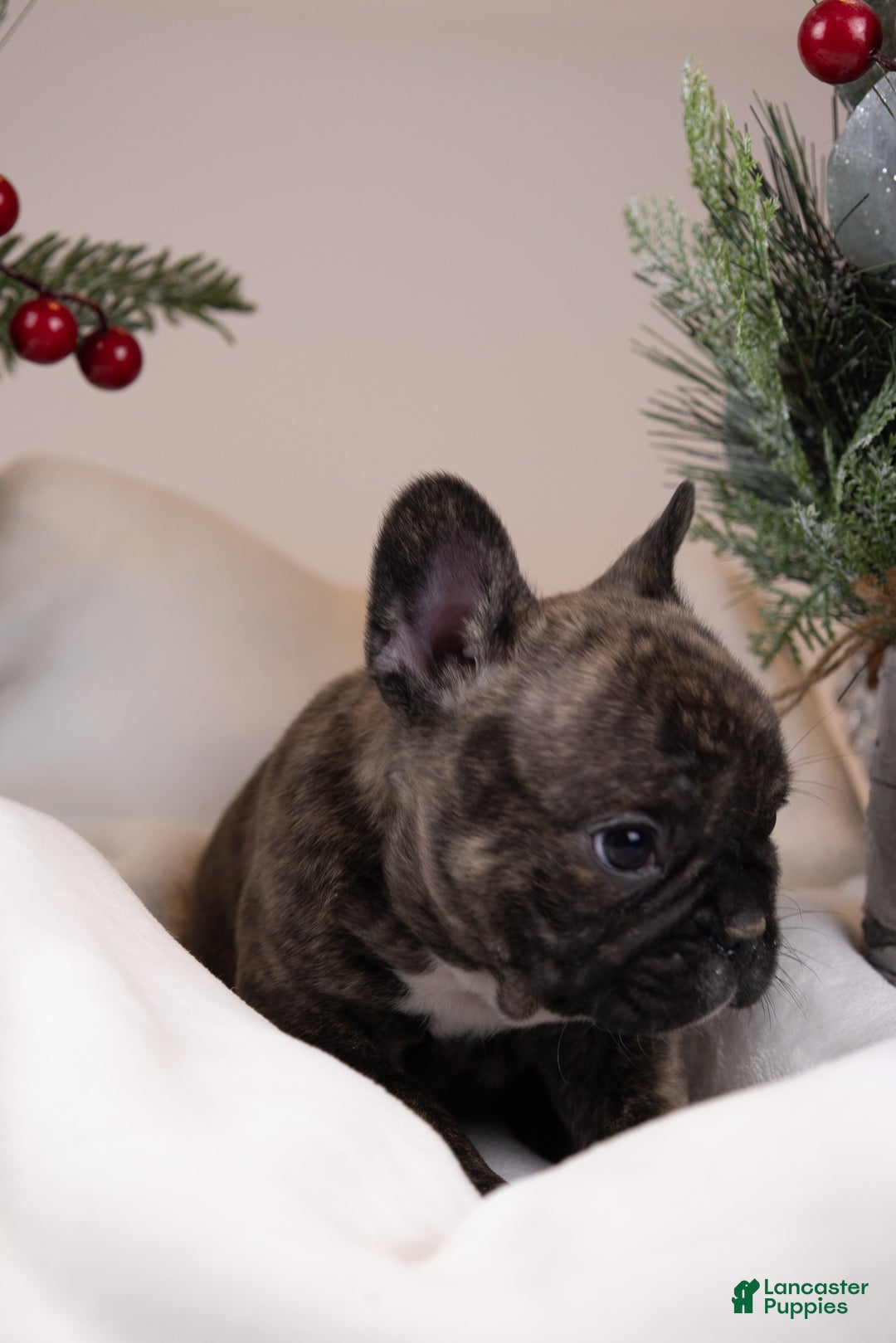 French Bulldog dogs for sale: Bluey - Ad 20