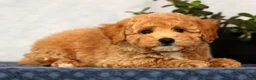 Bichpoo dogs for sale: Yoda - Ad 6