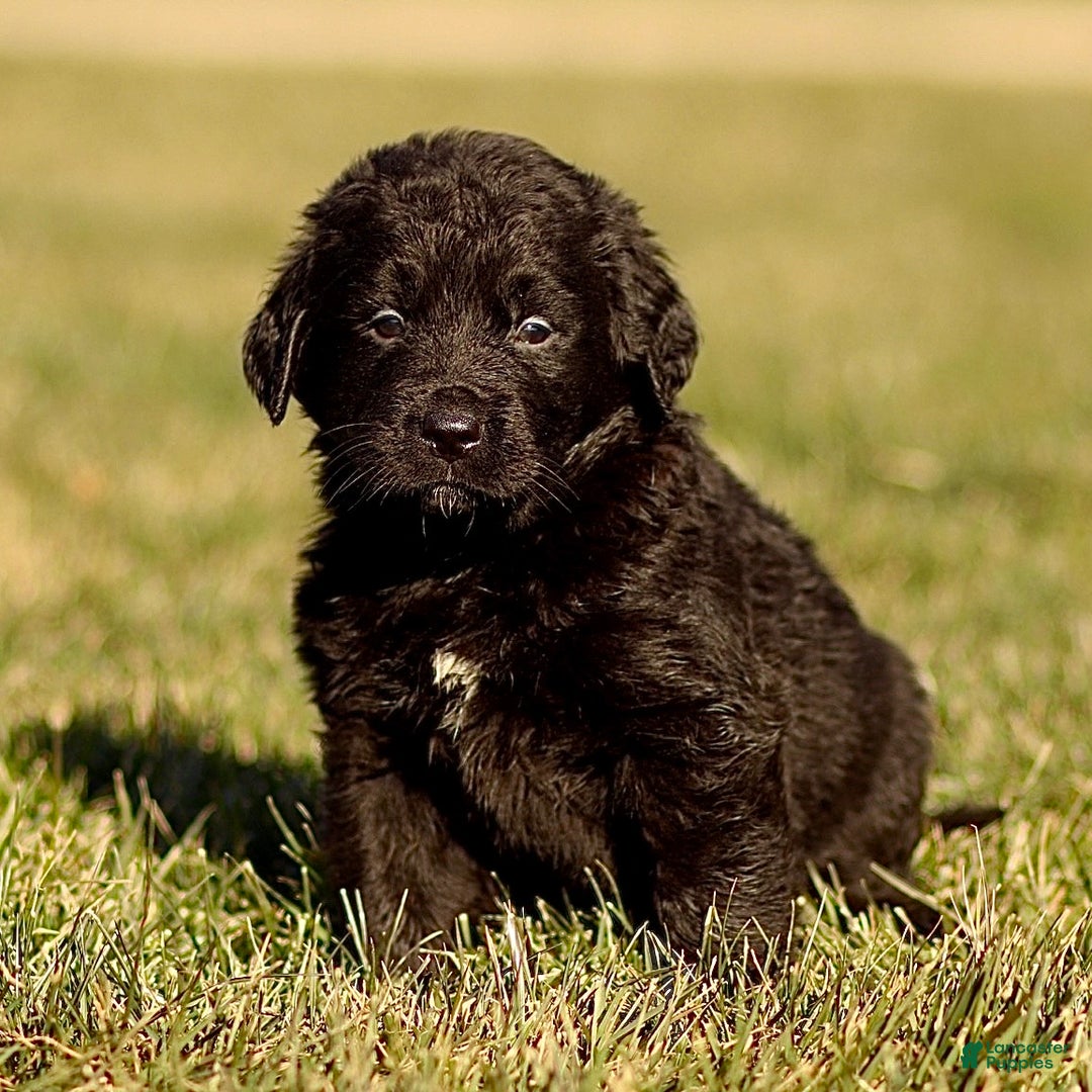 Mixed Breed dogs for sale: Lincoln - Ad 3