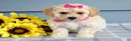 Bichpoo dogs for sale: Sophie  - Ad 4