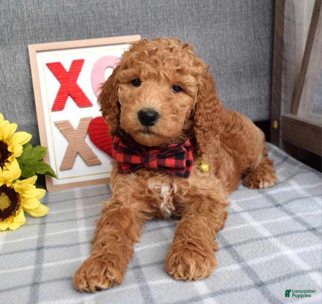 Standard Poodle dogs for sale: Charlie - Ad 11