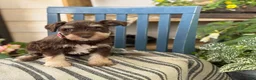 Miniature Schnauzer dogs for sale: Sophie - Ad 8