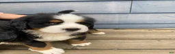Bernese Mountain Dog dogs for sale: Boy 1 - Ad 1
