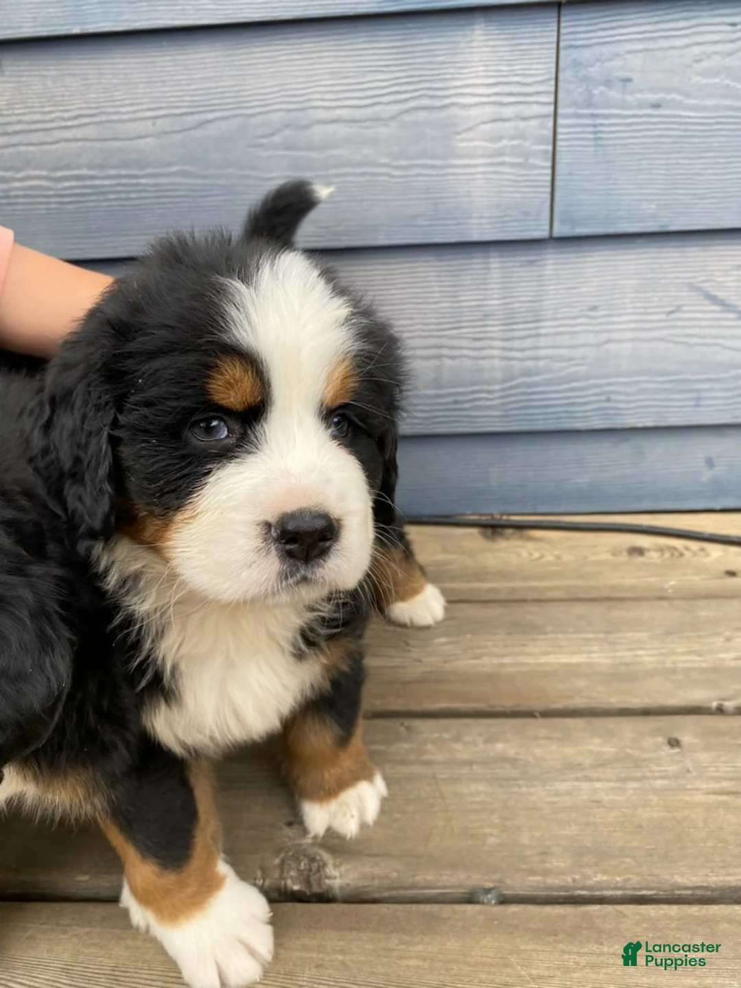 Bernese Mountain Dog dogs for sale: Boy 1 - Ad 1