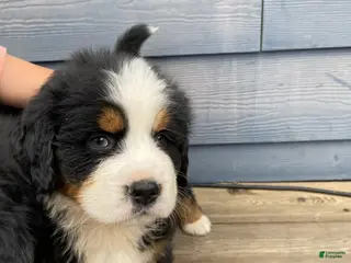 Bernese Mountain Dog dogs for sale: Boy 1 - Ad 3