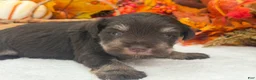 Miniature Schnauzer dogs for sale: Lexie Male 1 AKC Liver & Tan Mega Coat - Ad 4
