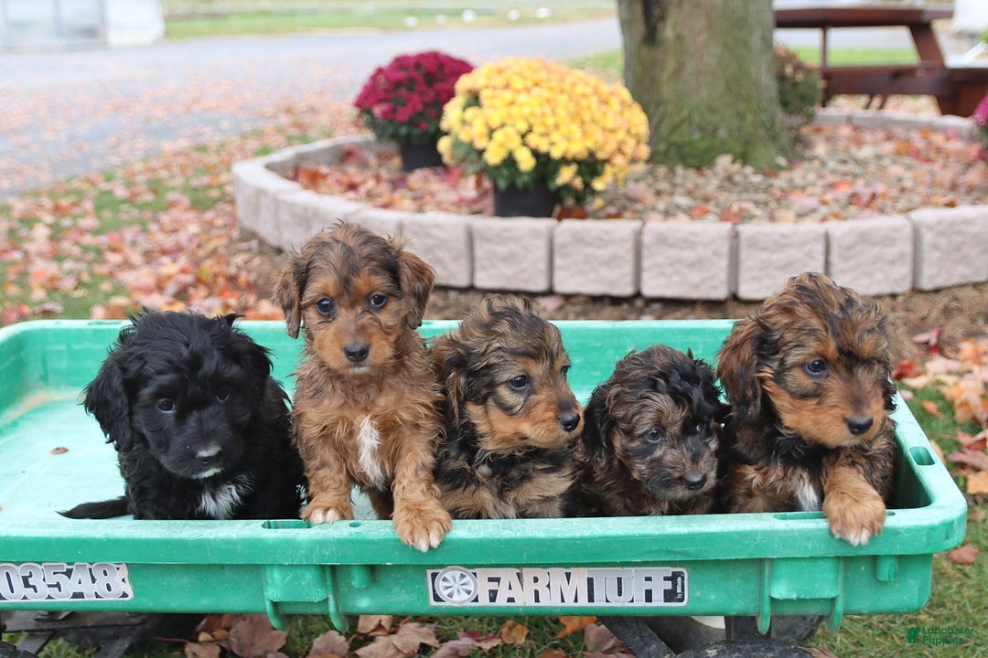 Doxiepoo dogs for sale: Lexie - Ad 2