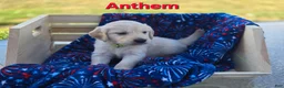 Golden Retriever dogs for sale: Golden Retriever 2 - Ad 3