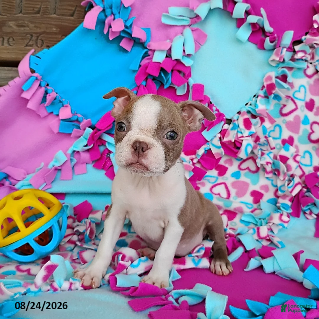 Boston Terrier dogs for sale: Rhapsody - Ad 6