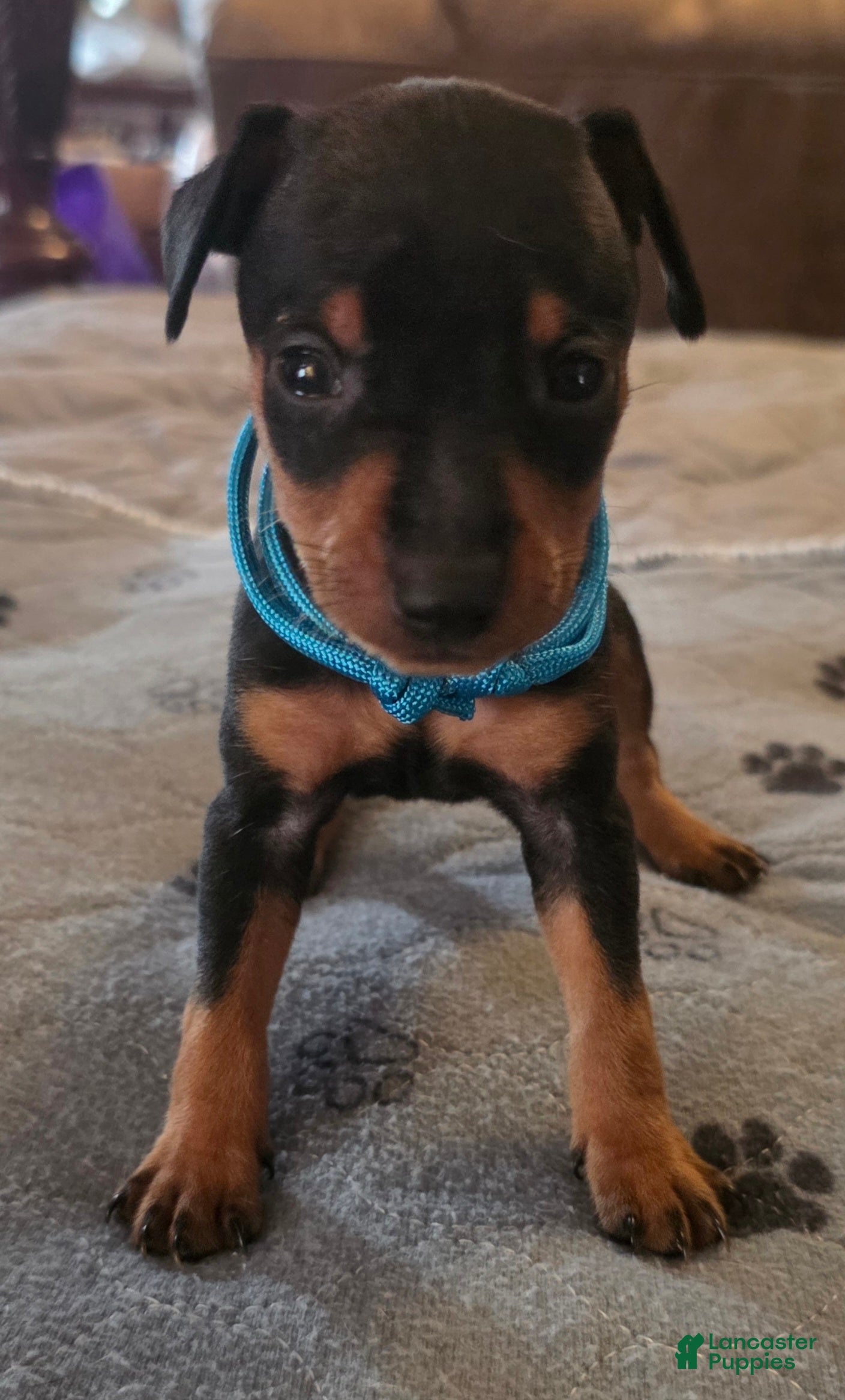 Miniature Pinscher dogs G-light blue - Ad 1