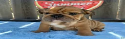 English Bulldog dogs for sale: Lipa - Ad 7