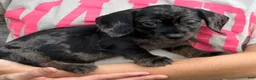Miniature Dachshund dogs for sale: Dapple wire Girl - Ad 4