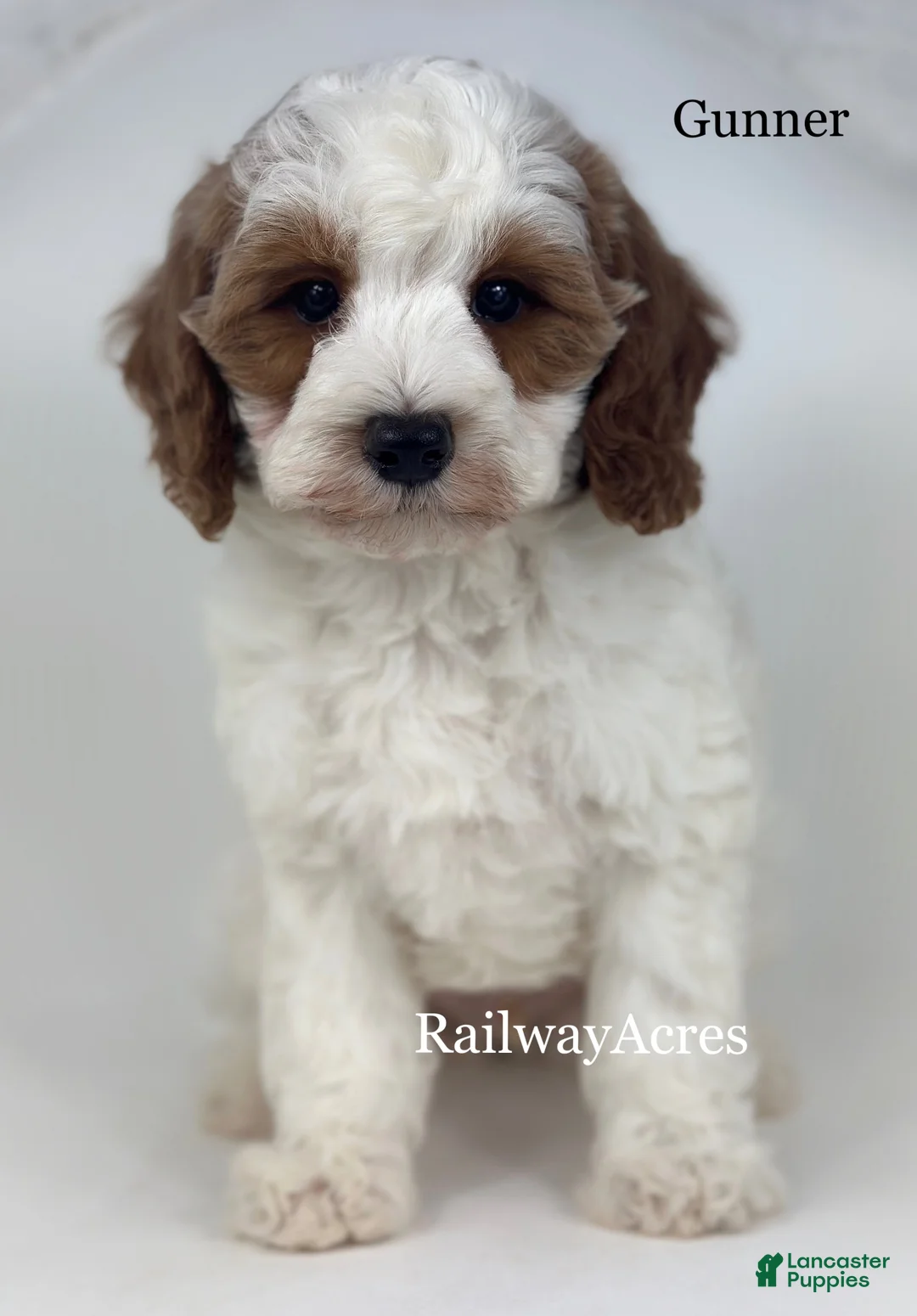 Mini Goldendoodle dogs for sale: Gunner - Ad 1