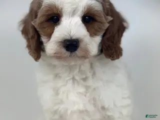 Mini Goldendoodle dogs Gunner - Ad 24