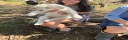 Great Pyrenees dogs for sale: John Tolkin - Ad 7