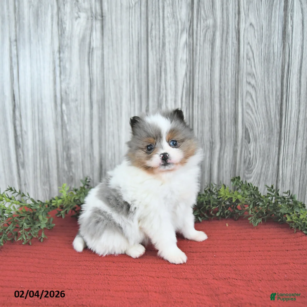 Pomeranian dogs for sale: Caramel - Ad 2