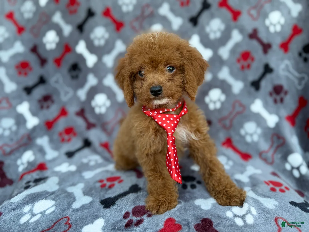 Cockapoo dogs for sale: Dasher - Ad 5