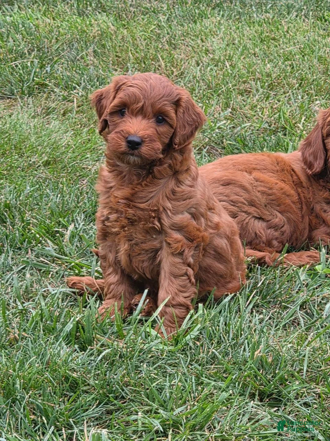 Mini Goldendoodle dogs for sale: Charlie  - Ad 7